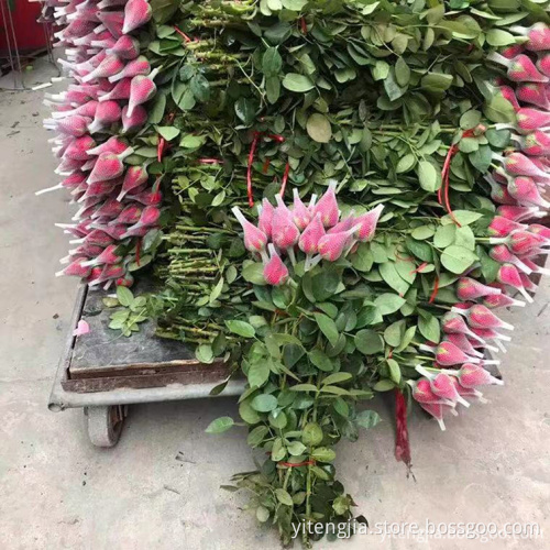 Good Quality plastic protective single rose flower sleeve